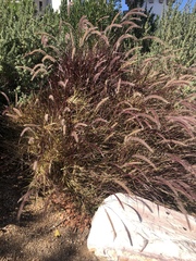 Poaceae