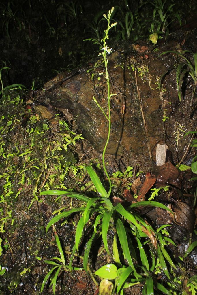 Hagenbachia columbiana