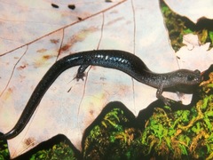 Plethodon electromorphus