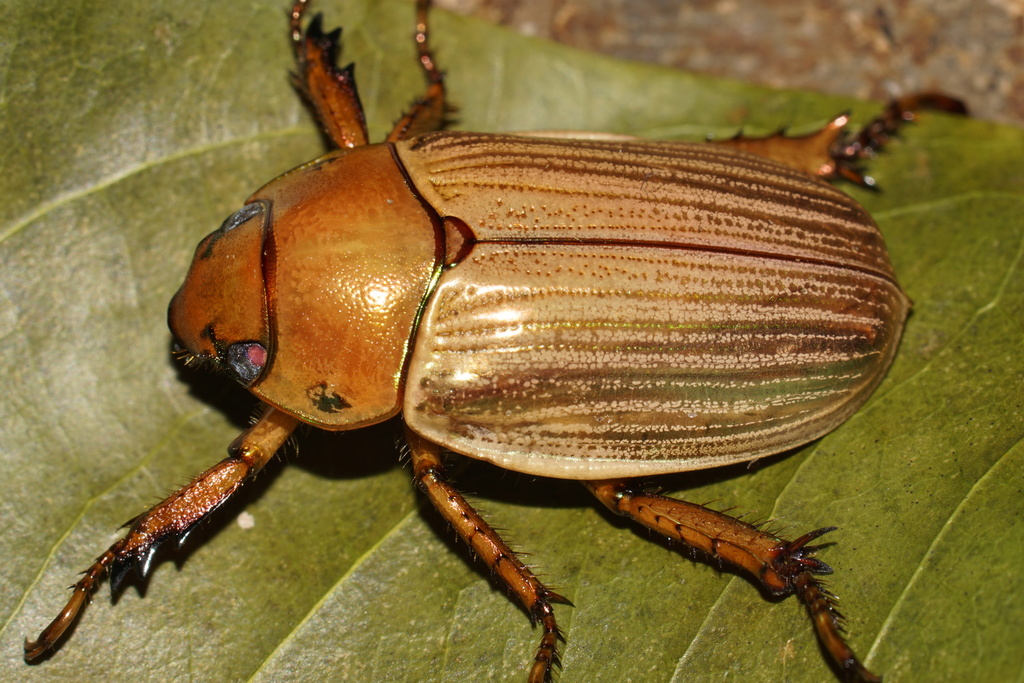 Pelidnota strigosa