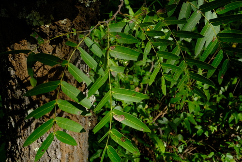 Brachystegia longifolia