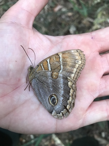 Opoptera syme