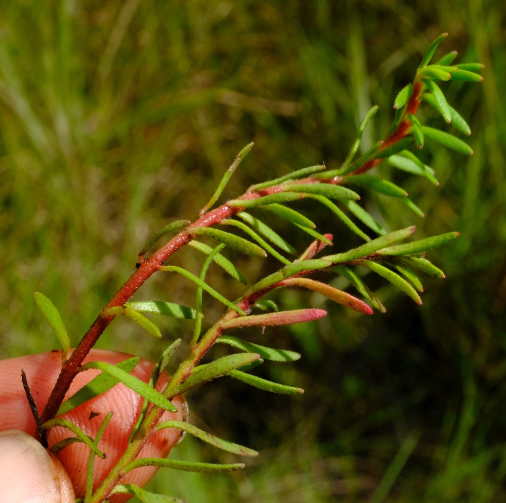 Laurembergia tetrandra