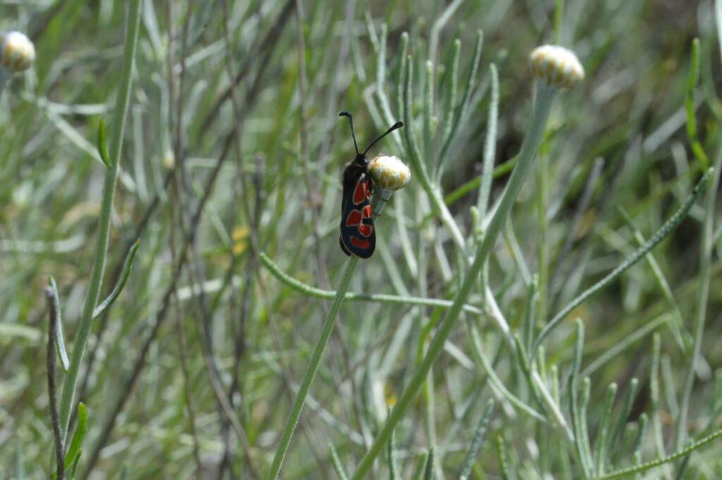Zygaena orana sardoa
