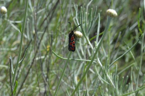 Zygaena orana sardoa
