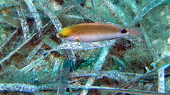Symphodus mediterraneus