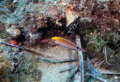 Symphodus mediterraneus