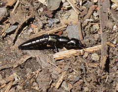 Thyreocephalus