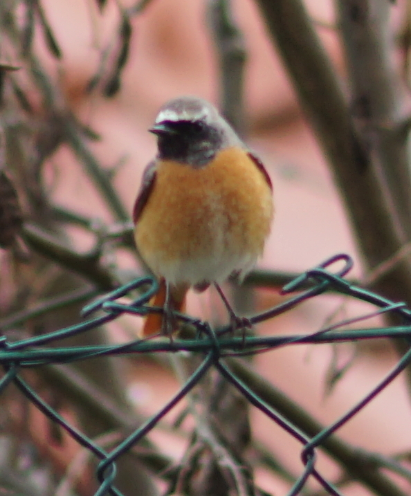 Common Redstart