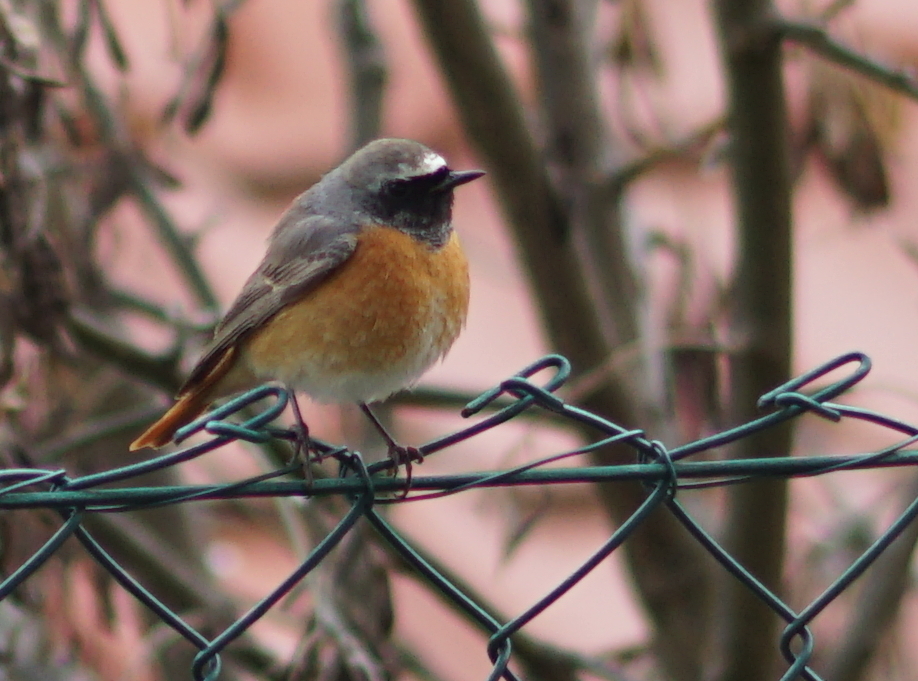 Common Redstart