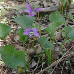 Viola cucullata