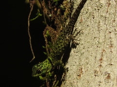 Salvin's Spiny Lizard photo 3