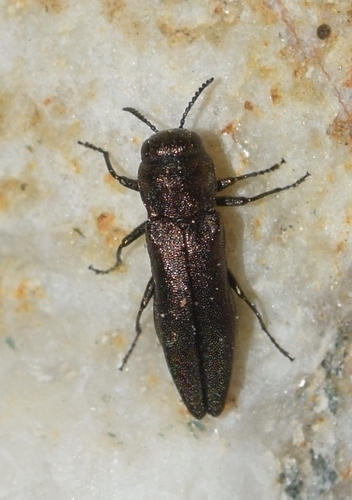 Agrilus elegans · iNaturalist