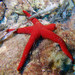 Smooth Sea Star - Photo (c) Tony Strazzari, some rights reserved (CC BY-NC), uploaded by Tony Strazzari