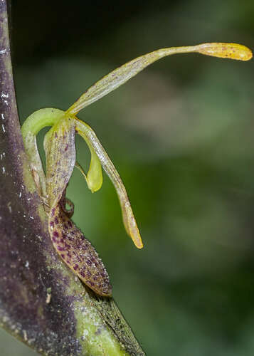 Restrepia muscifera image