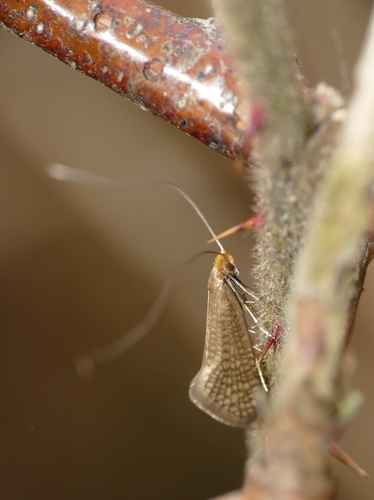 Nematopogon adansoniella