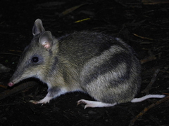 Eastern Barred Bandicoot photo 1