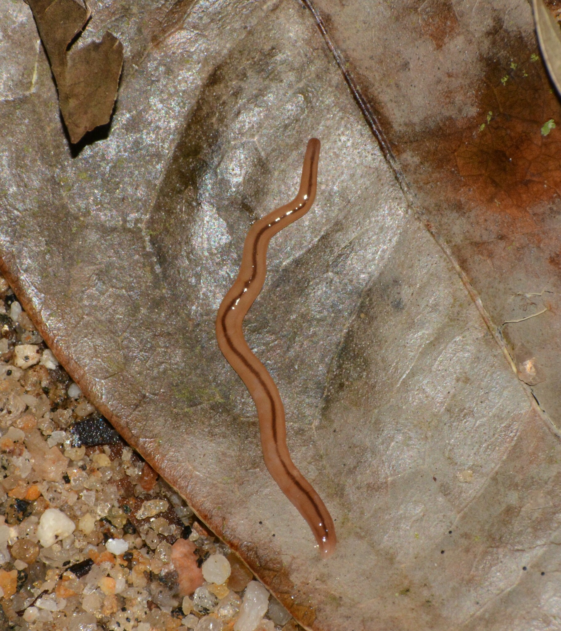 Geonemertes Pelaensis Semper, 1863