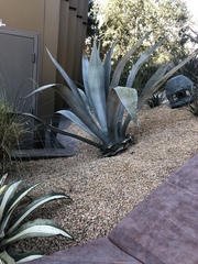 Agave