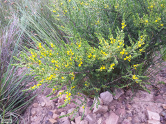 Aspalathus ericifolia ericifolia