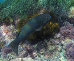 Bodianus pulcher