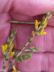 Aspalathus ericifolia ericifolia