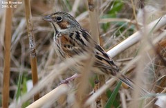 Emberiza fucata