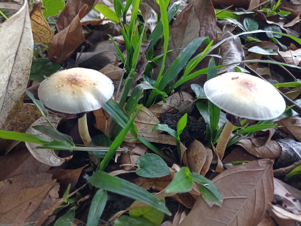 Psilocybe cubensis · April 2023 · photo: © biomartita (iNaturalist, cc-by)