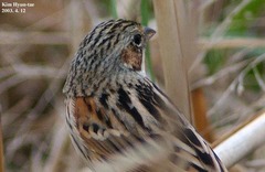 Emberiza fucata