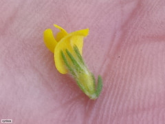 Aspalathus ericifolia ericifolia