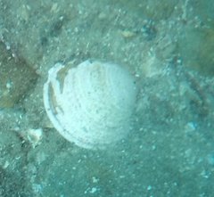 Semele decisa