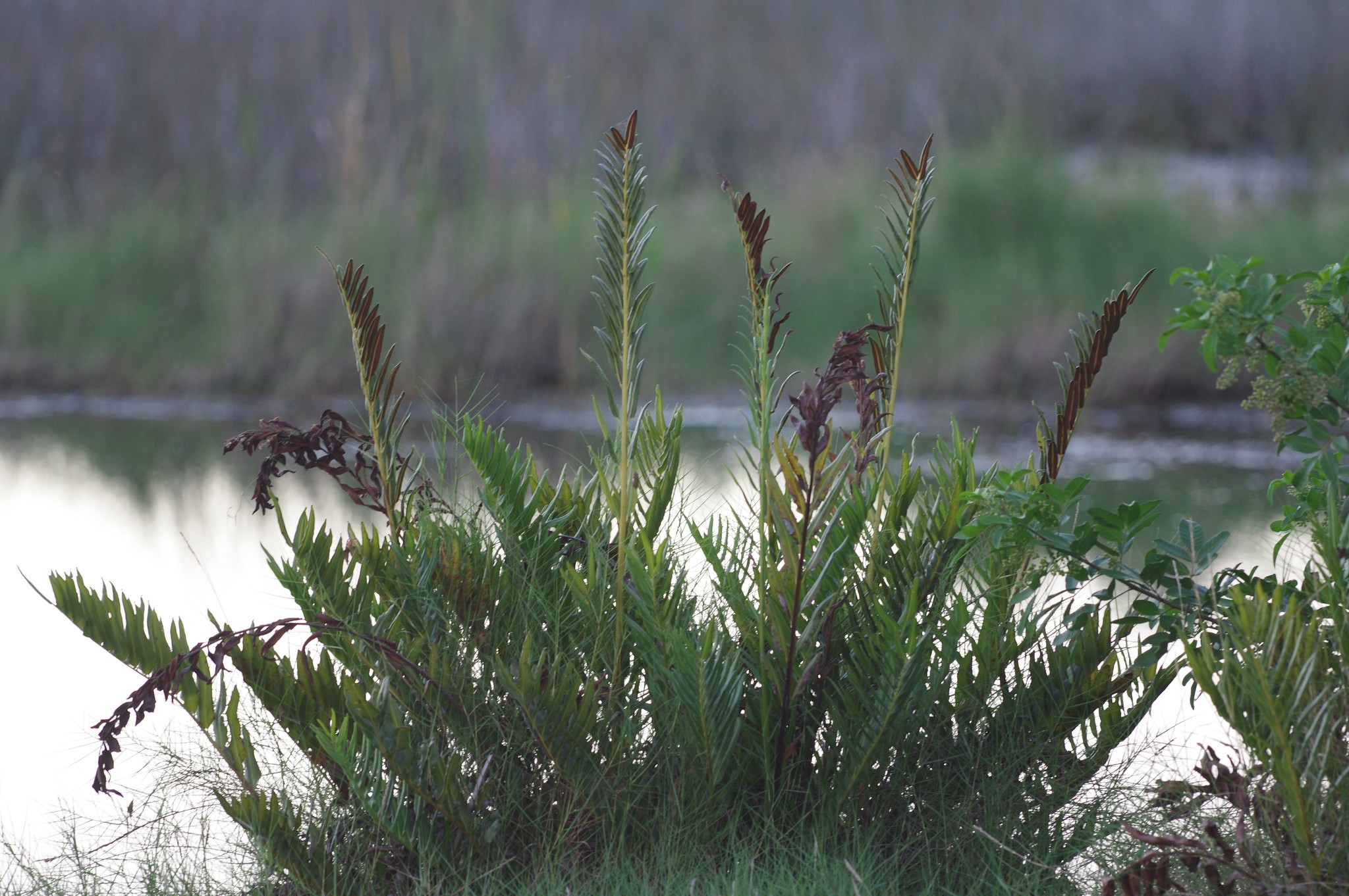 Acrostichum danaeifolium