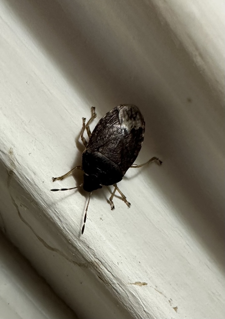 Acrophyma cumingii