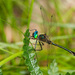 Racket-tailed Emerald - Photo (c) Greg Lasley, some rights reserved (CC BY-NC), uploaded by Greg Lasley