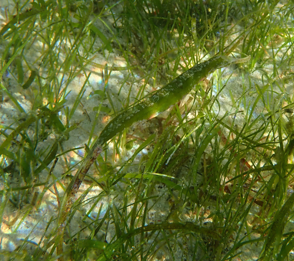Tail-brooding Pipefishes from Suba Basbas, Lapu-Lapu City, Cebu ...