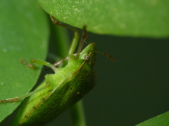 Nezara viridula