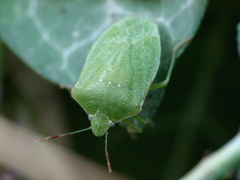 Nezara viridula