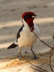 Masked Cardinal photo 3