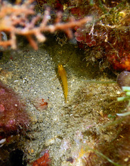 Gobius auratus