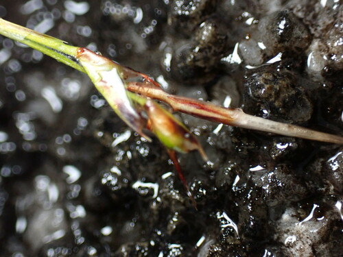 Image of Carex lanceolata by (c) W Rao, some rights reserved (CC BY)