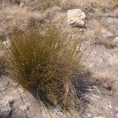 Restio schoenoides