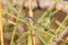 Lestes forficula