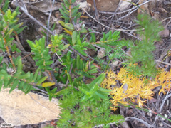 Chamarea capensis