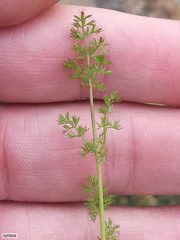 Chamarea capensis