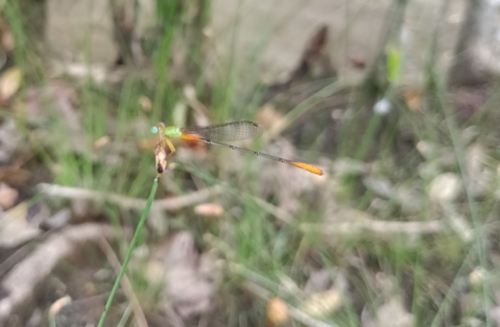 Orange-tailed Marsh Dart