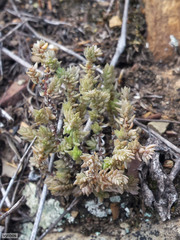 Crassula campestris