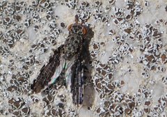 Callopistromyia strigula