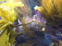Eisenia arborea