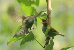 Tangara cyanoventris