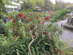 Clianthus puniceus